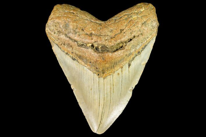 Fossil Megalodon Tooth - North Carolina #109804